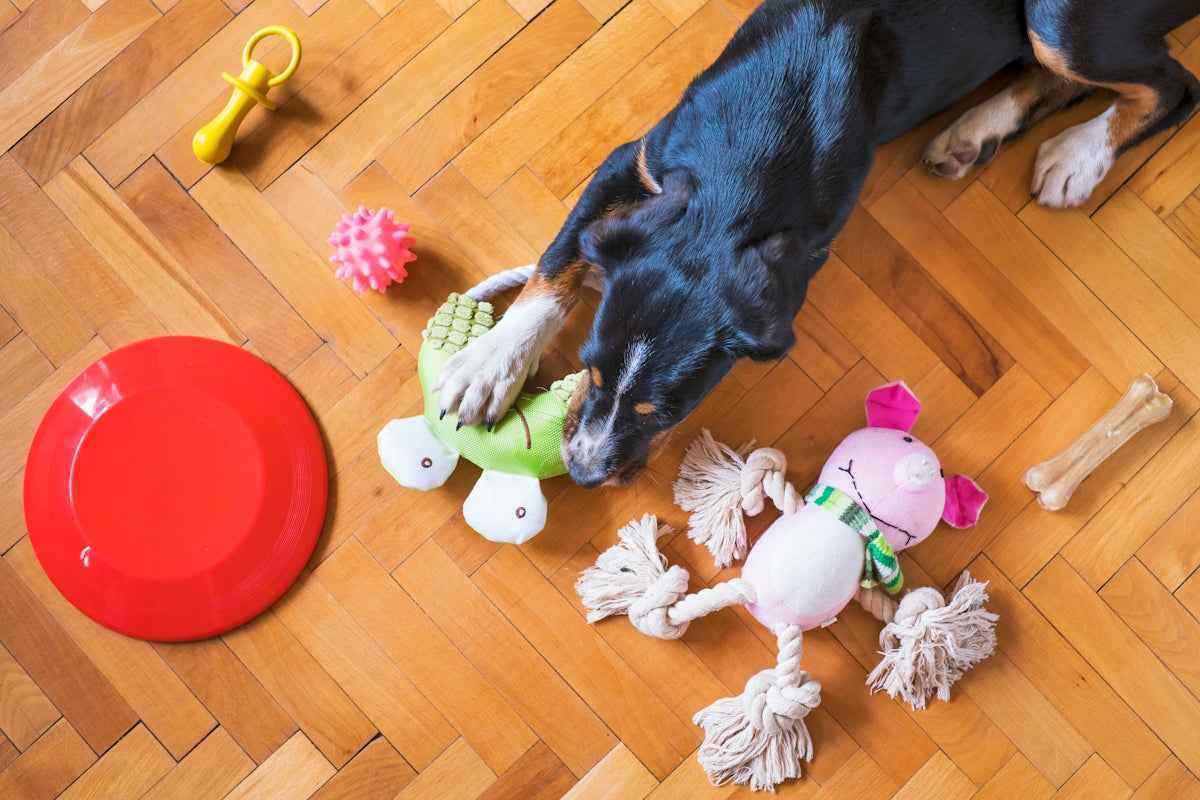 Interactive Dog Toys Benefits for Stress-Free Playtime and Enhanced Pet Wellness - Happy Tails - paws & love