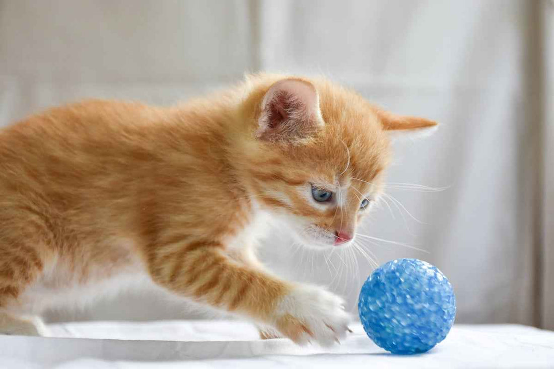 Enhance Your Cat's Playtime with the Smart Interactive Cat Toy Ball with Tail: Benefits and Wellness Tips - Happy Tails - paws & love