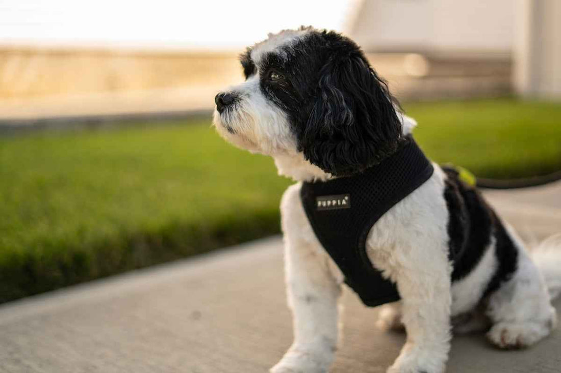 Maximize Your Dog's Comfort and Safety with Our Premium Large Dog Collar - Happy Tails - paws & love