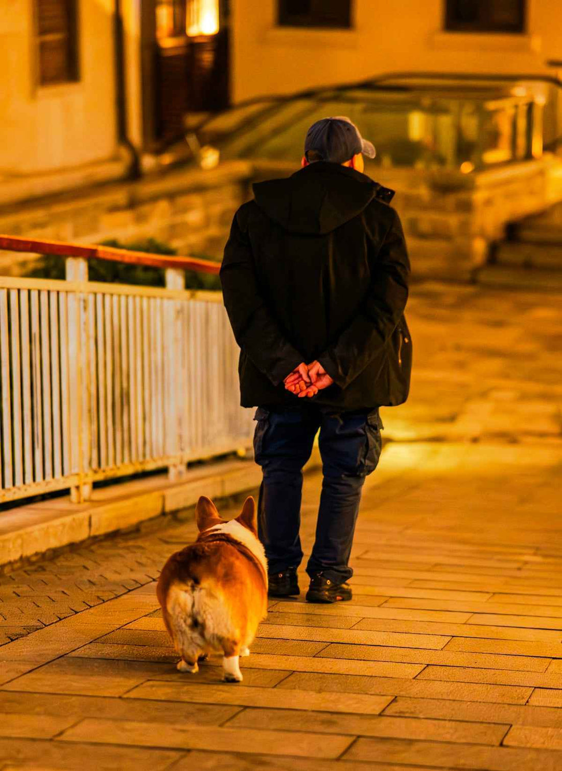 LED Dog Harness for Safety: Keep Your Pet Visible and Secure During Night Walks - Happy Tails - paws & love