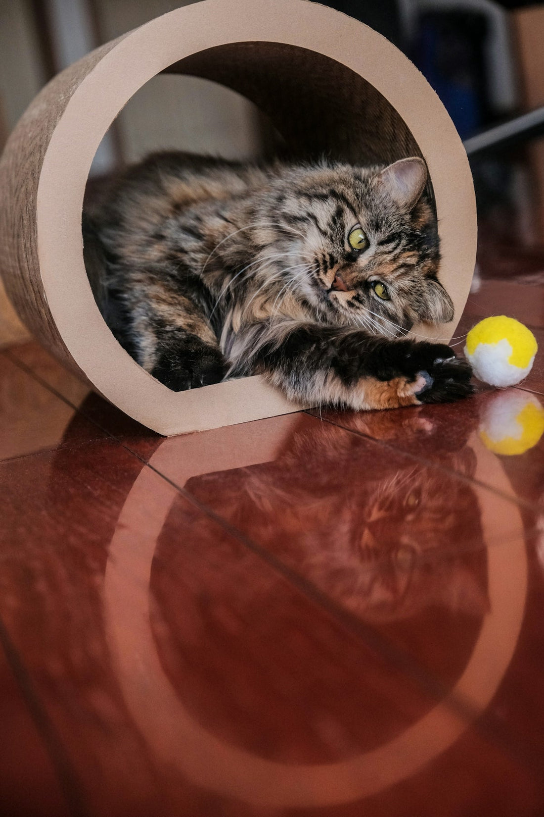 Revolutionize Your Cat's Playtime with the Premium Cat Scratching Ball for Ultimate Wellness - Happy Tails - paws & love