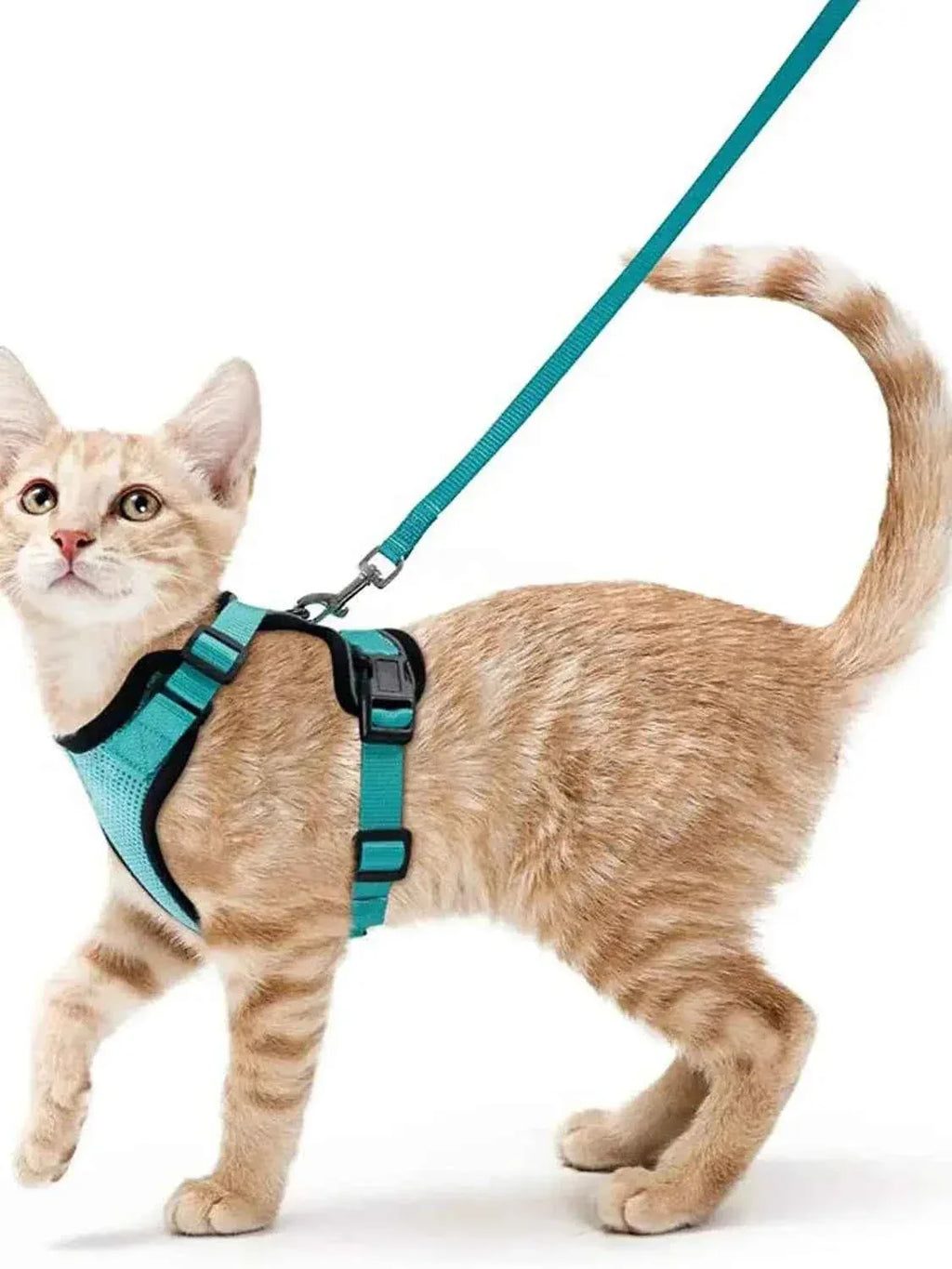 Cattitude Cat Harness & Leash - Happy Tails - paws & love
