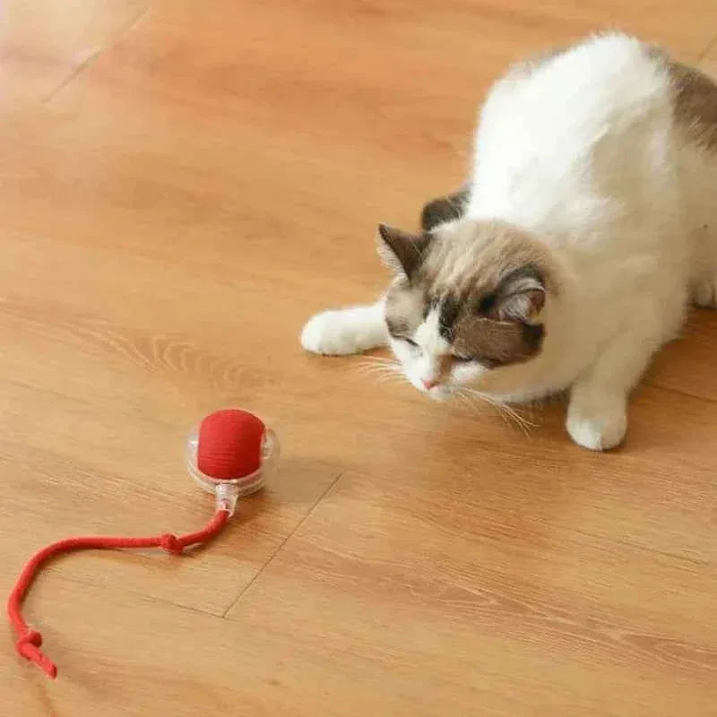Cat Toy - Smart Rolling Ball for Active Kittens - Happy Tails - paws & love
