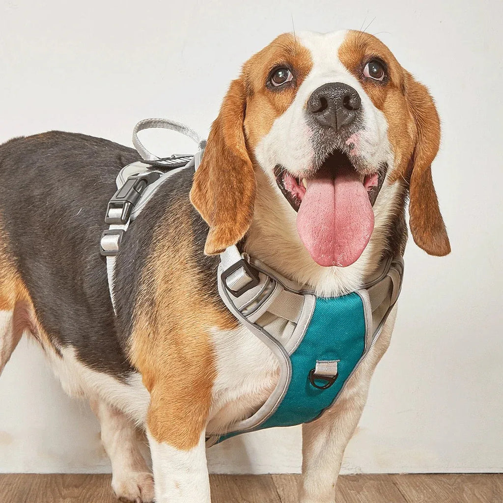 Dog Harness No Pull - Happy Tails - paws & love