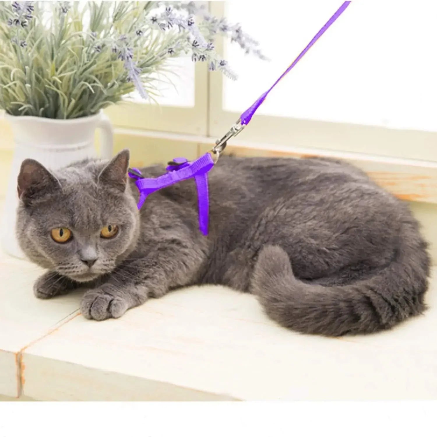 Kitten Adventures Harness & Leash Set - Happy Tails