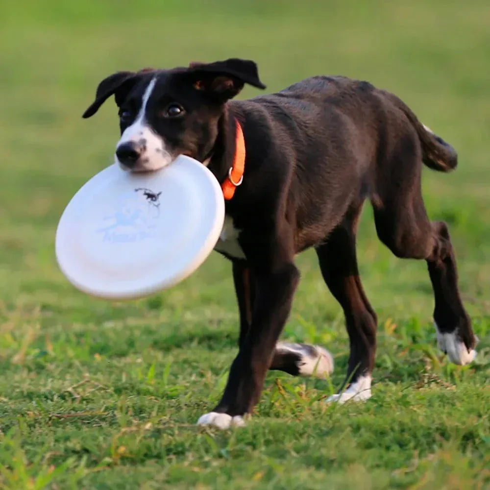 Dog Training Disc - Happy Tails - paws & love