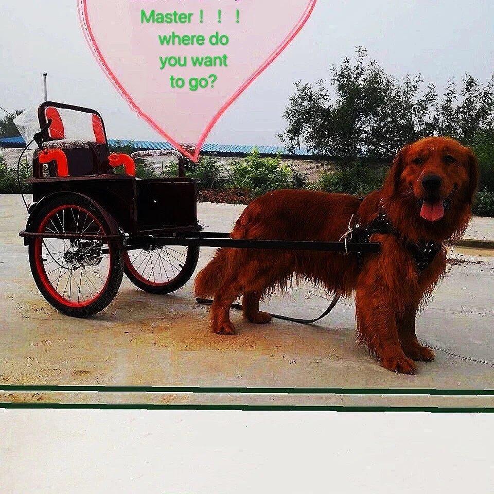 Large Dog Collar - Happy Tails - paws & love