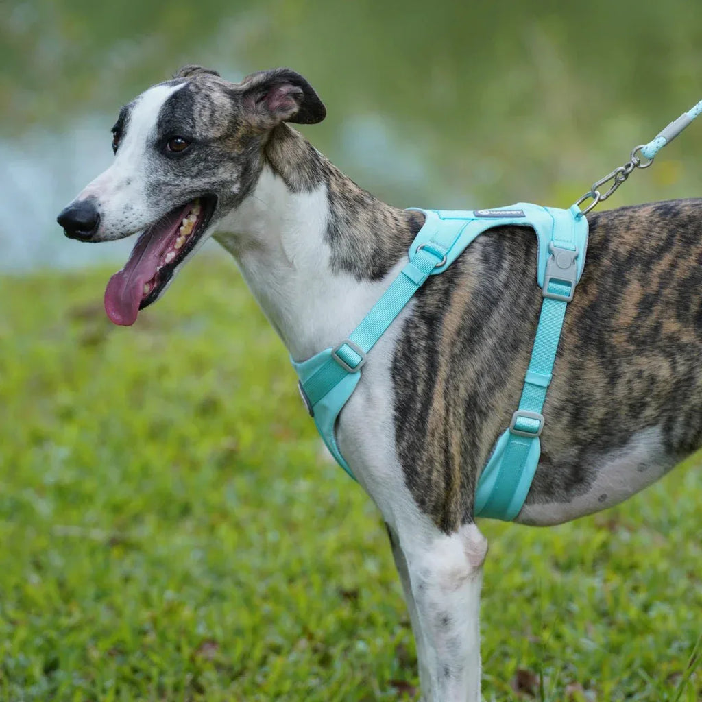 Adjustable Pet Harness - Happy Tails - paws & love