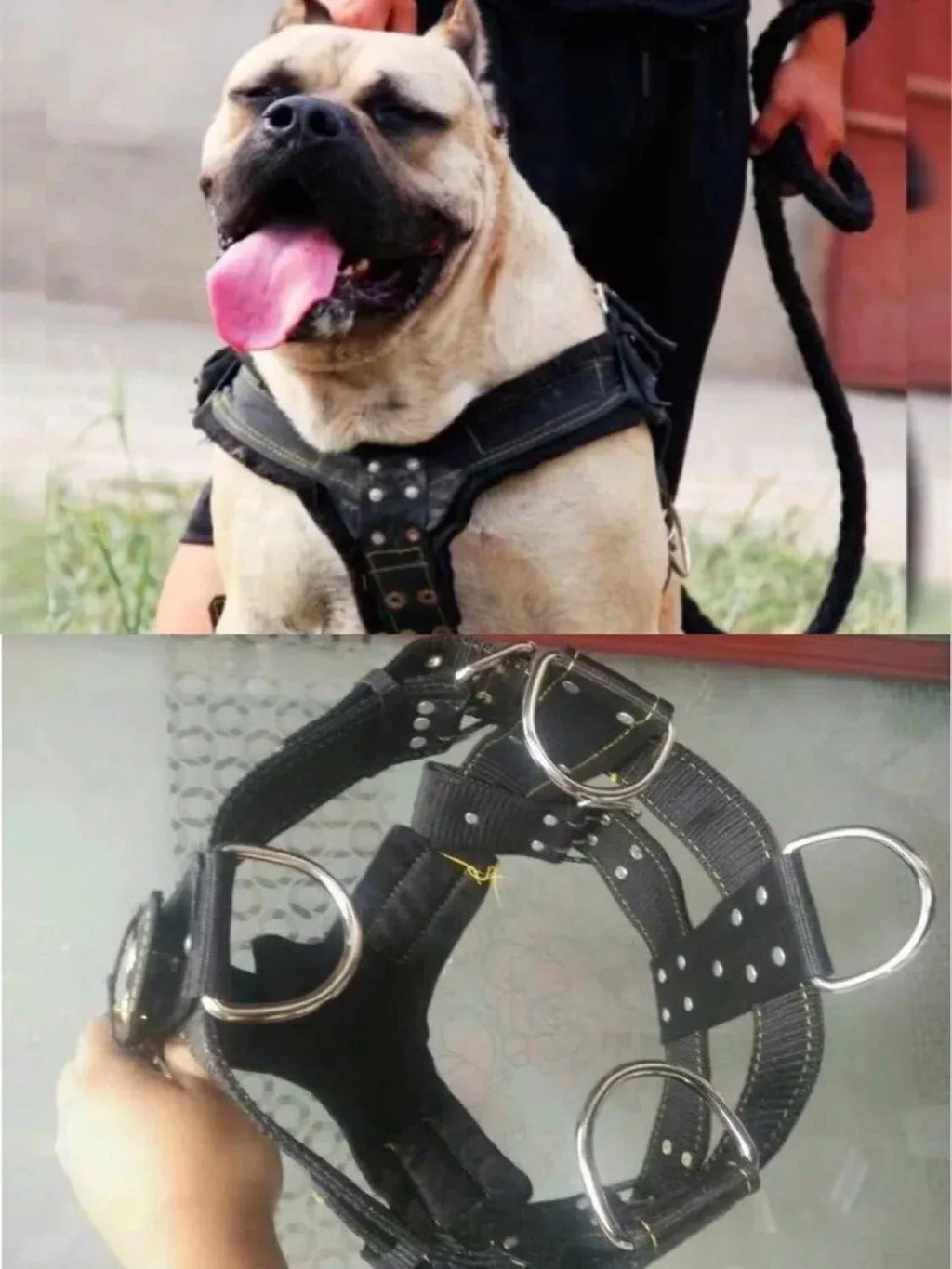 Large Dog Collar - Happy Tails - paws & love