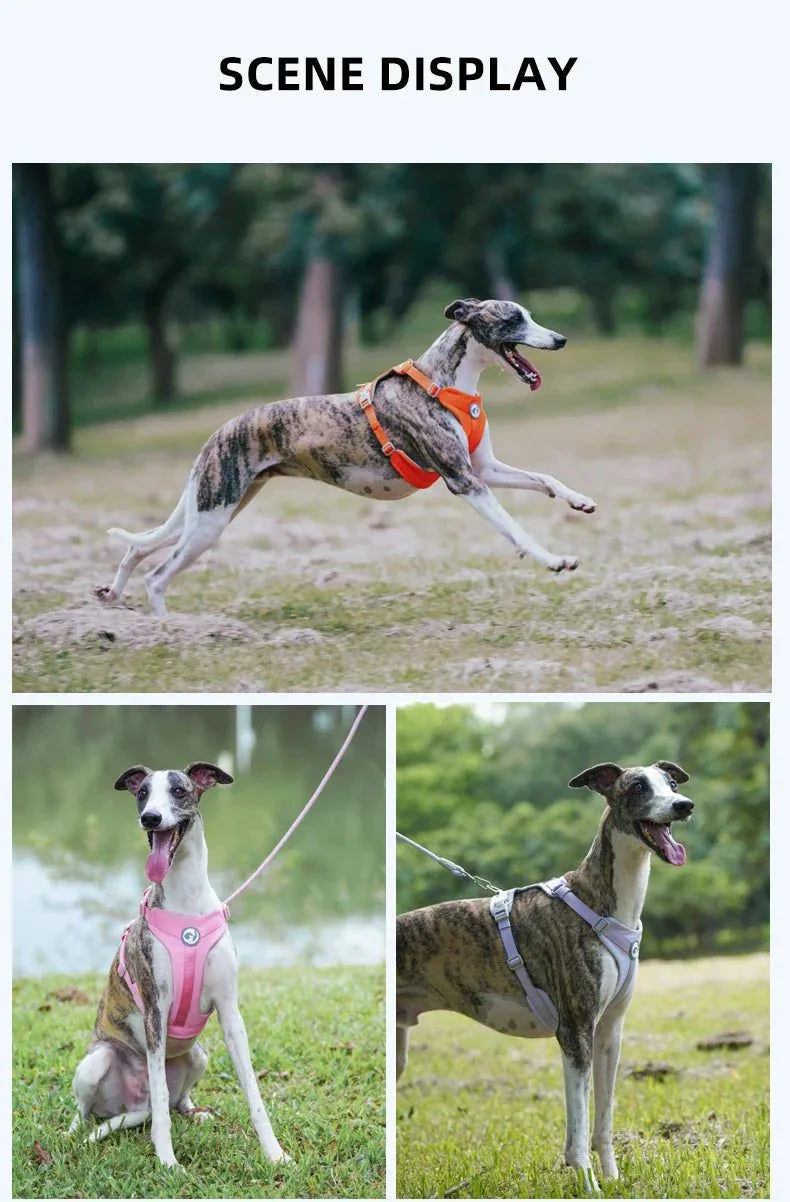 Adjustable Pet Harness - Happy Tails - paws & love