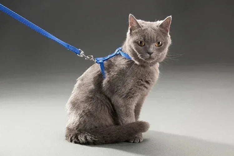 Kitten Adventures Harness & Leash Set - Happy Tails