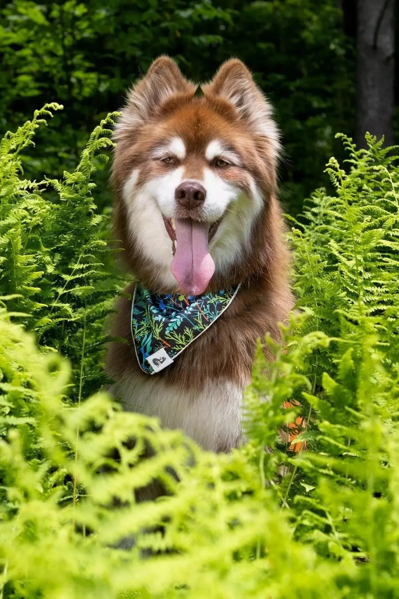 Bandana - Unique Fern Print for Stylish Pups - Happy Tails - paws & love