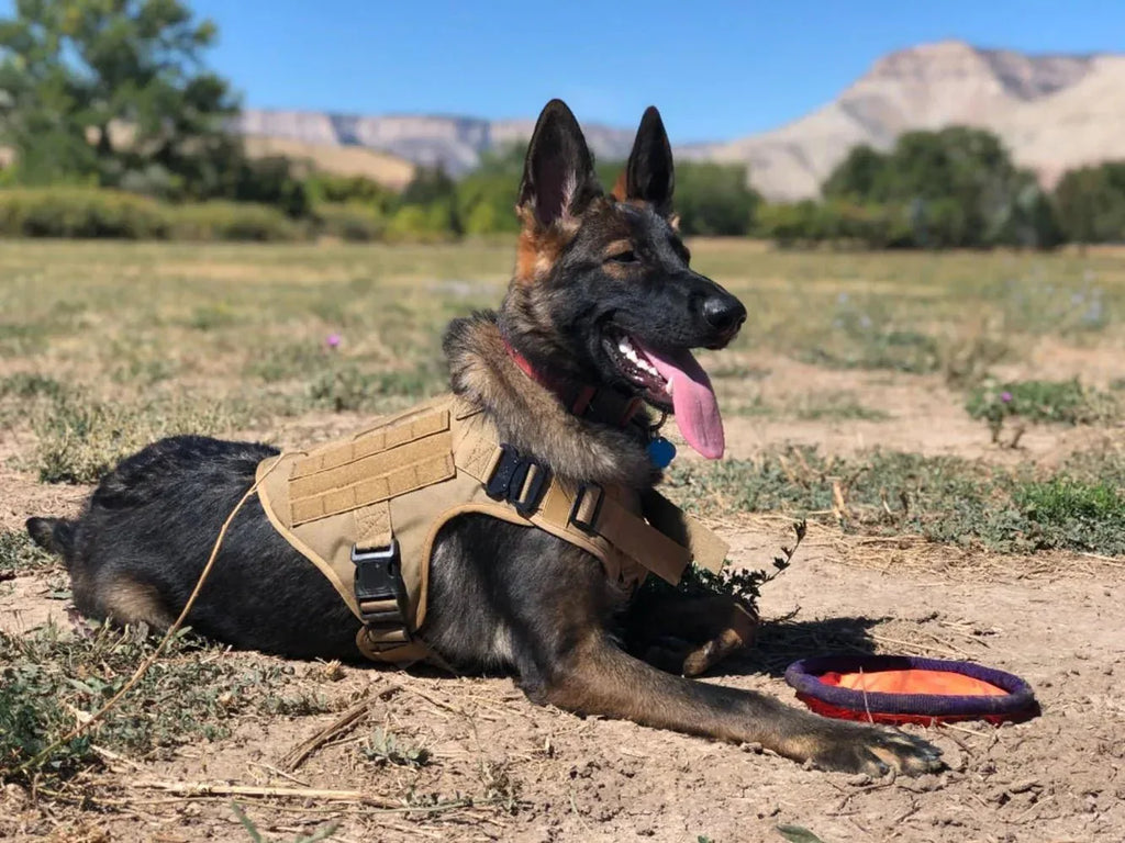 Military Dog Harness for Training - Happy Tails - paws & love