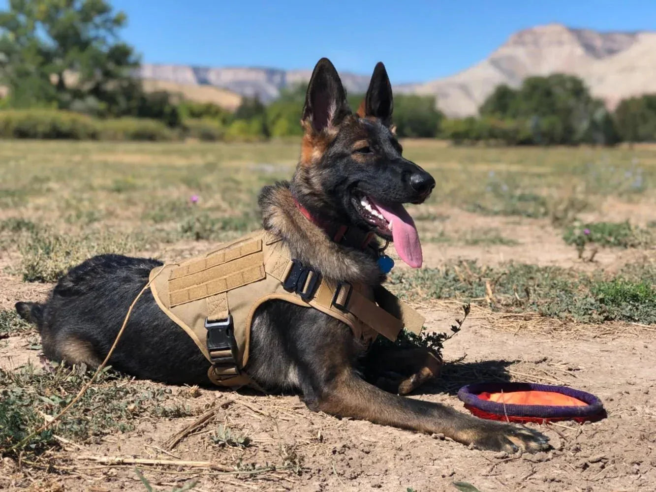 Military Dog Harness for Training - Happy Tails - paws & love