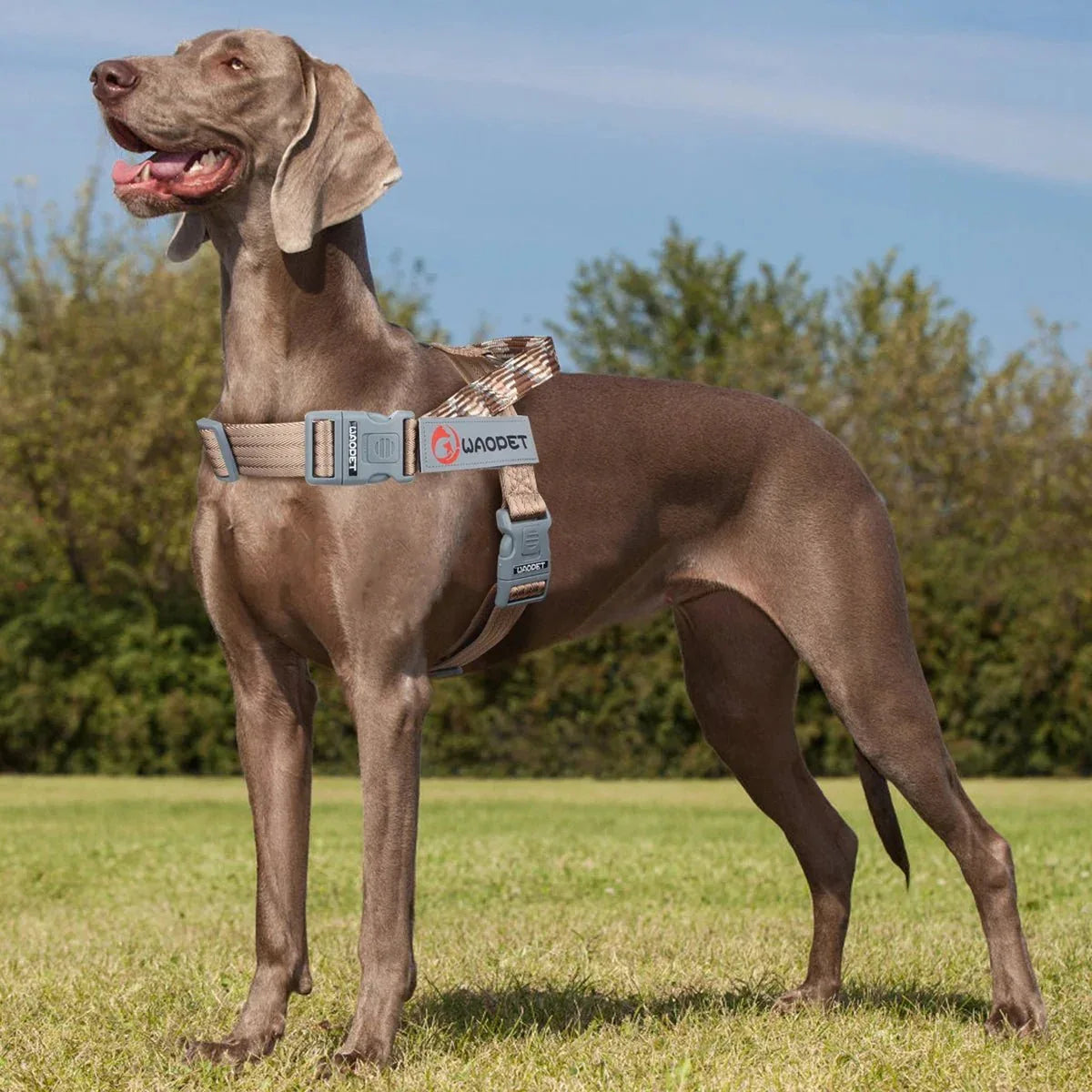 Dog Harnesses - Happy Tails - paws & love