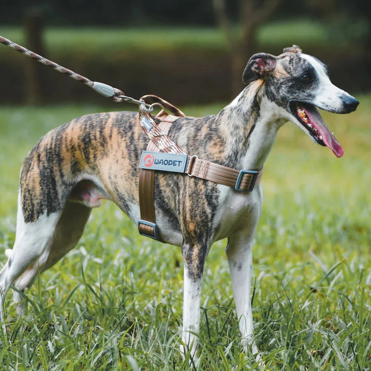 Dog Harnesses - Happy Tails - paws & love