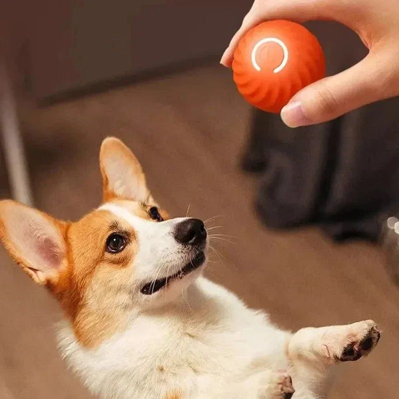 Automatic Dog Toy Ball - Happy Tails - paws & love