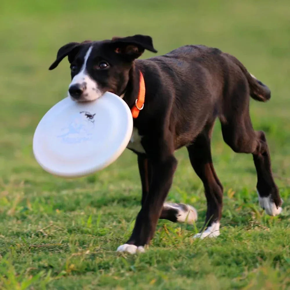 Dog Training Disc - Happy Tails - paws & love