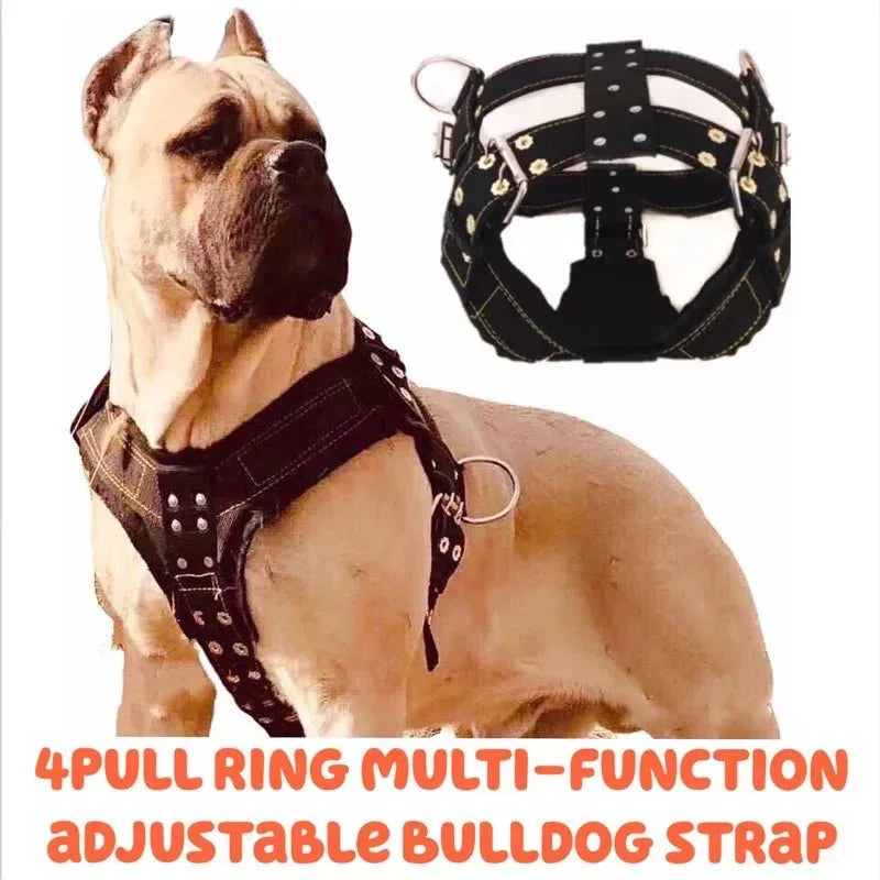 Large Dog Collar - Happy Tails - paws & love